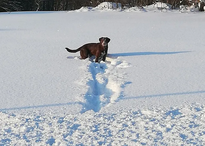 Apartman Atempause Und Erholsame Zeit Im Harz *