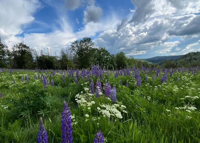 Atempause Und Erholsame Zeit Im Harz Braunlage